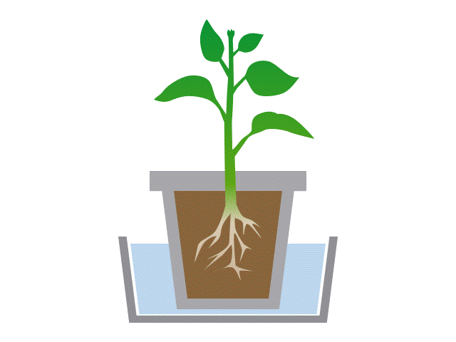 Animated gif of a cross-section diagram of a plant in a pot in a container of water, showing water levels in the container going down and the soil in the pot getting darker due to the absorption of water. 